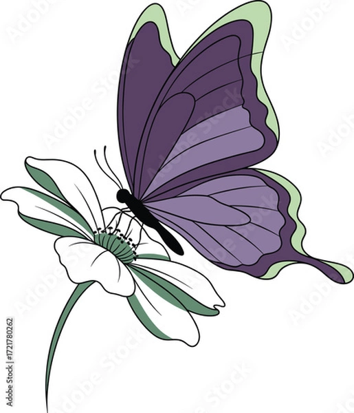Fototapeta Elegant Vector Illustration of a Purple and Green Butterfly Resting on a White Flower
