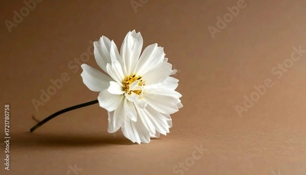 Obraz Delicate white flower on a muted background