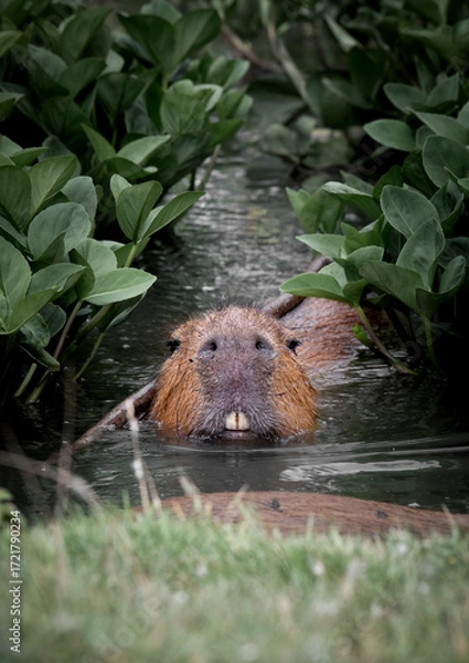Fototapeta Capybara in Water Searching for Food