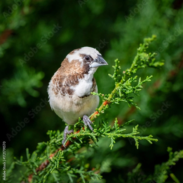 Fototapeta Bengalese Finch Perched in a Tree