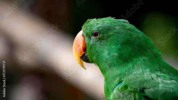 Fototapeta Eclectus Parrot Close up Side View