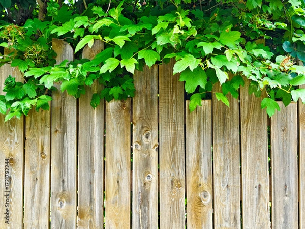 Fototapeta Wooden fence with lush green leaves creating a natural frame and inviting backdrop for creative designs or text placement