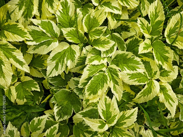 Fototapeta Vibrant green and white leaves create a lush texture perfect for background design in nature-inspired projects