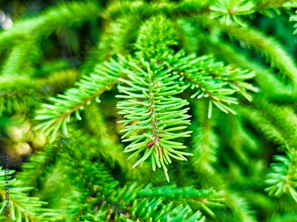 Fototapeta Lush green pine needles on a tree branch during a sunny afternoon in a forest setting