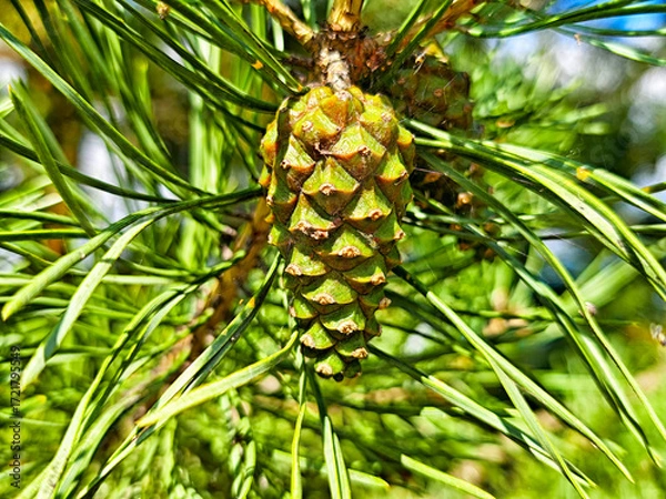 Fototapeta Close-up of a green pine cone hanging from a tree branch in a sunny forest environment during spring season