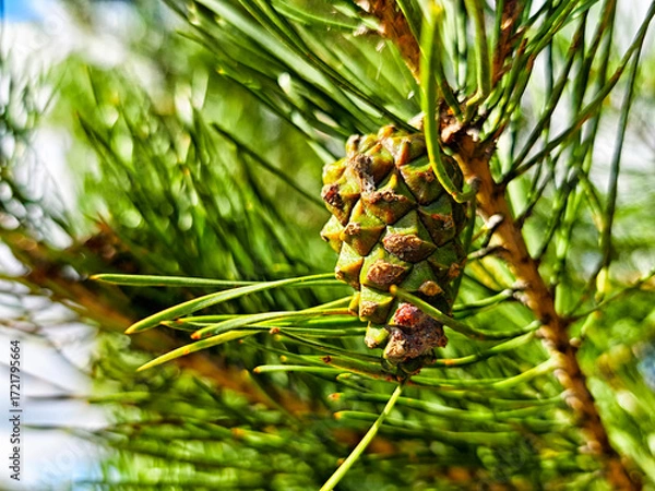 Fototapeta Close-up view of a pine cone on a tree branch under a clear blue sky in a natural setting