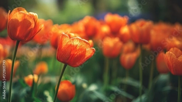 Fototapeta The vibrant tulips blooming in a beautiful garden during springtime.