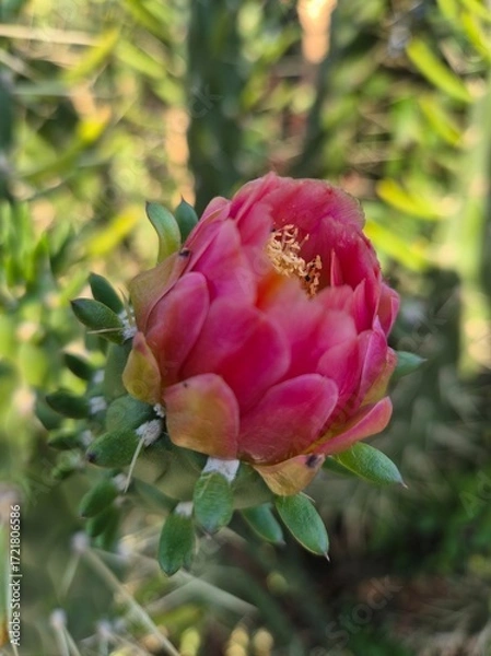 Fototapeta An Eve’s Pin cactus bloom shows vivid petals in red, pink, orange, and yellow, opening to reveal white stamens and a golden center, glowing brightly against the green spiny backdrop.