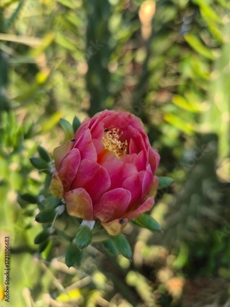 Fototapeta An Eve’s Pin cactus bloom shows vivid petals in red, pink, orange, and yellow, opening to reveal white stamens and a golden center, glowing brightly against the green spiny backdrop.