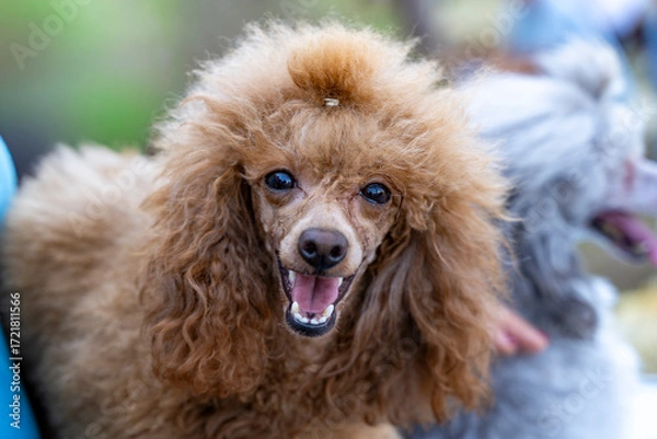Fototapeta Happy brown poodle portrait showing a friendly expression with mouth open