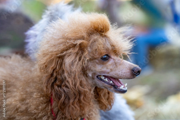 Fototapeta Brown poodle showing expressive eyes and curly fur while panting