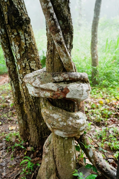 Fototapeta Big vine twisted into a natural circle on tree in the woods  at Sai Thong National Park, Chaiyaphum, Thailand. Vertical.