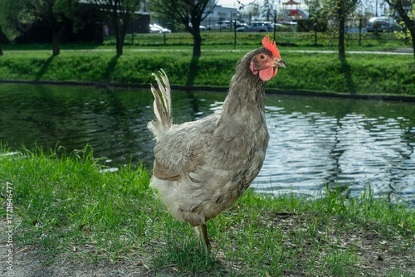 Obraz Charming Gray Chicken Gracefully Wandering Through a Lush Backyard Garden Bathed in Warm Spring Sunlight, Capturing the Essence of Rural Serenity and Nature's Beauty.