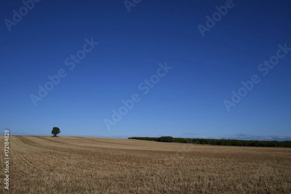 Fototapeta ÁRBOL SOLO