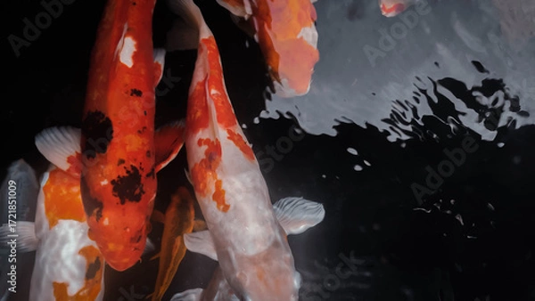 Fototapeta Orange and White Koi Fish Swimming Gracefully