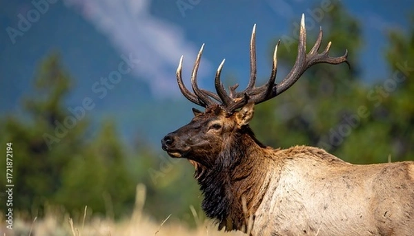 Obraz Elk portrait against mountain backdrop