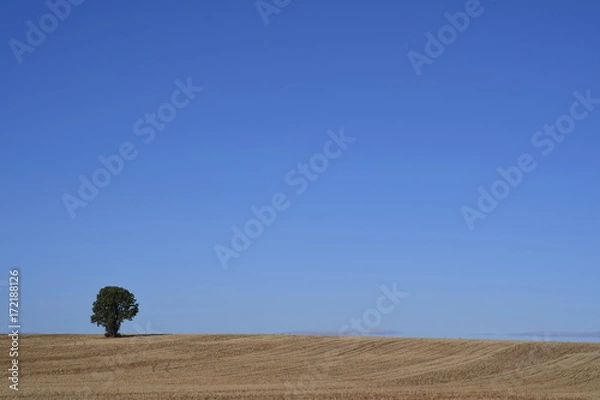 Obraz Árbol en el horizonte