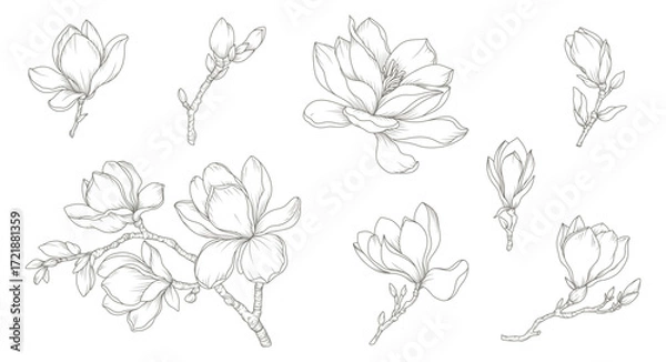 Fototapeta Magnolia flower hand drawn botanical line art set. Sketches of floral elements, branches, and leaves. Vector illustration for tattoo, wedding invitation, wallpaper art, save the date card, logo