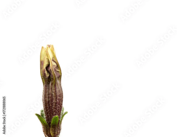 Fototapeta Elegant lavender petunia flower with budding bloom  