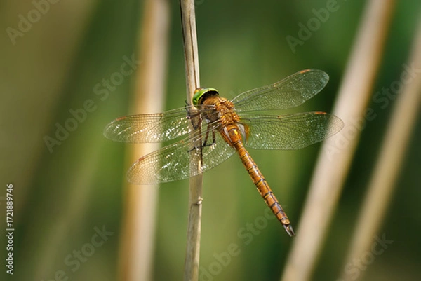 Obraz Keilfleck-Mosaikjungfer (Aeshna isoceles) Libelle sitzt an einem vertrockneten Schilfrohr - Tälesee, Empfingen, Deutschland