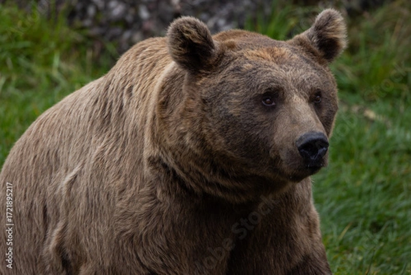 Fototapeta Grizzly Bear called Fritter in Grand Tetons