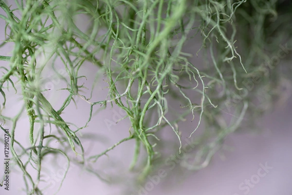 Fototapeta Close up of Usnea lichen Mini Tuft