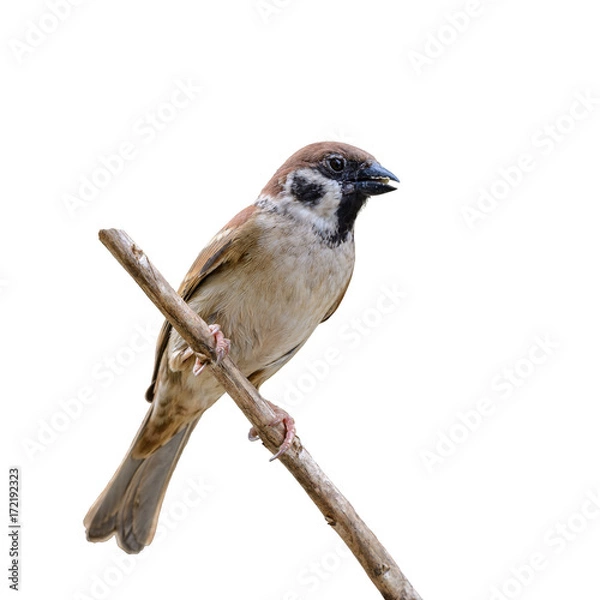 Obraz Eurasian Tree Sparrow or Passer montanus, beautiful brown bird isolated eating some food on branch with white background.