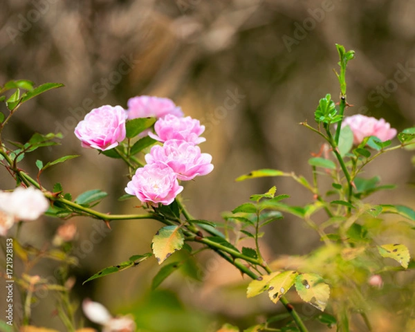 Obraz pink and white flower