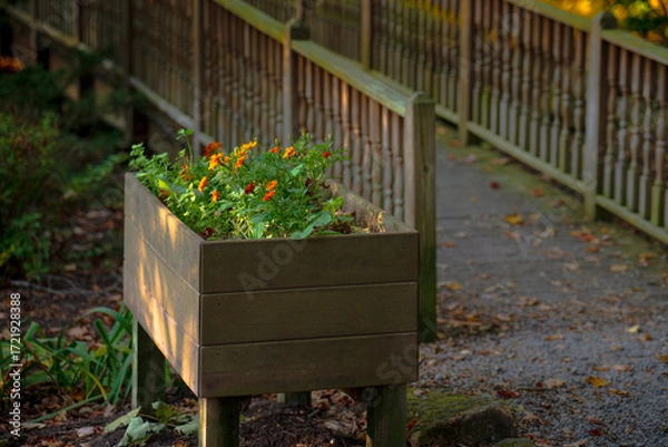 Obraz flowers in pots