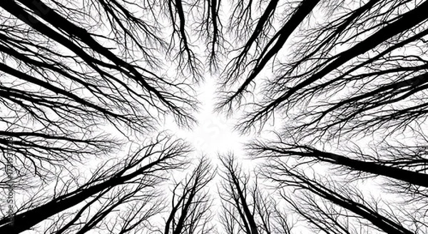 Fototapeta Looking up through bare tree branches towards a bright sky