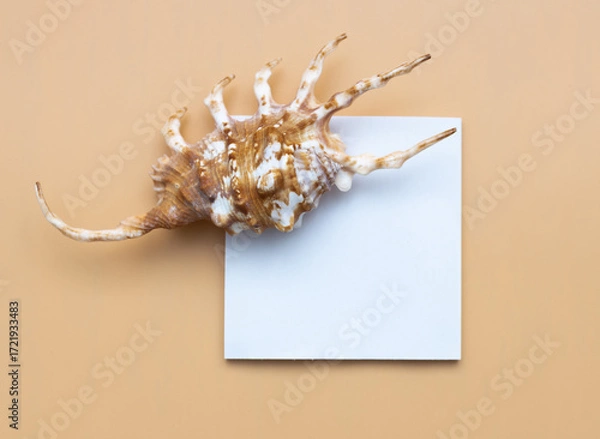 Fototapeta Collection of exotic seashells with unique spiky shapes and natural textures, arranged on a light background with free space for text, perfect for cards, invitations, or document design.