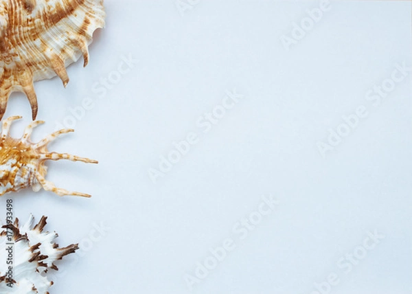 Fototapeta Collection of exotic seashells with unique spiky shapes and natural textures, arranged on a light background with free space for text, perfect for cards, invitations, or document design.