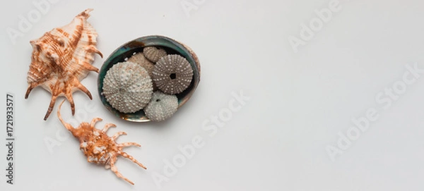 Fototapeta Collection of exotic seashells with unique spiky shapes and natural textures, arranged on a light background with free space for text, perfect for cards, invitations, or document design.