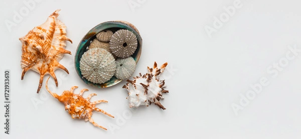 Fototapeta Collection of exotic seashells with unique spiky shapes and natural textures, arranged on a light background with free space for text, perfect for cards, invitations, or document design.