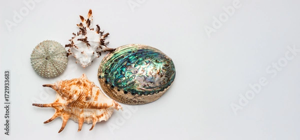 Fototapeta Collection of exotic seashells with unique spiky shapes and natural textures, arranged on a light background with free space for text, perfect for cards, invitations, or document design.