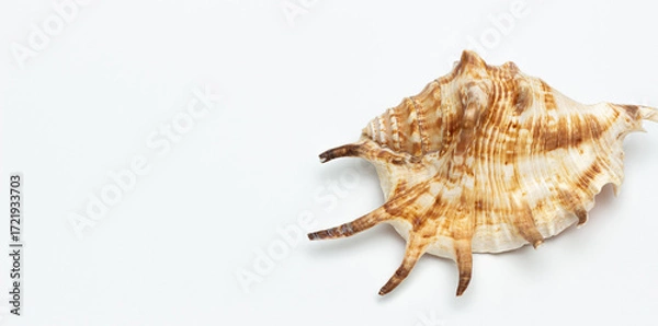 Fototapeta Collection of exotic seashells with unique spiky shapes and natural textures, arranged on a light background with free space for text, perfect for cards, invitations, or document design.