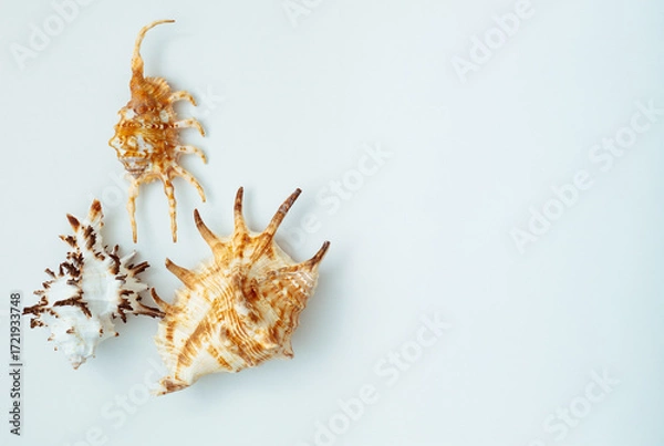 Fototapeta Collection of exotic seashells with unique spiky shapes and natural textures, arranged on a light background with free space for text, perfect for cards, invitations, or document design.