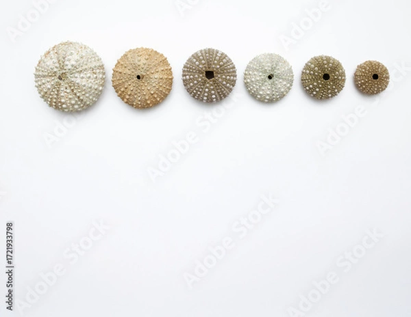 Fototapeta Collection of exotic seashells with unique spiky shapes and natural textures, arranged on a light background with free space for text, perfect for cards, invitations, or document design.