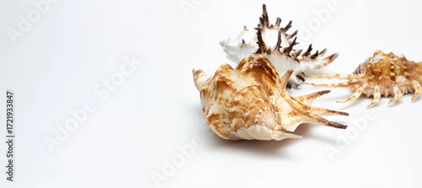 Fototapeta Collection of exotic seashells with unique spiky shapes and natural textures, arranged on a light background with free space for text, perfect for cards, invitations, or document design.