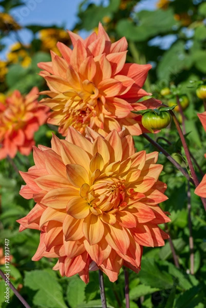 Fototapeta Flaming orange-tinted dahlia Neon Splendor in the sun with a blue sky in the background