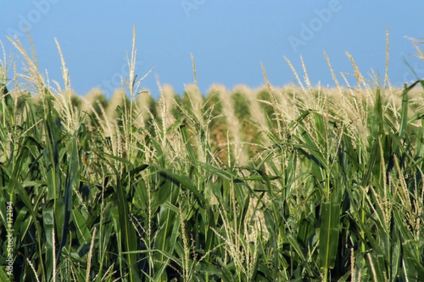 Obraz hilly cornfield