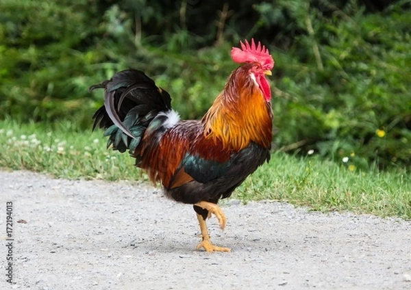 Obraz Cock on a farm in Germany