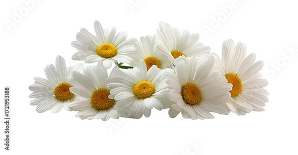 Fototapeta  a group of daisies, each with white petals and a yellow center, set against a pure white background with a cutout design, in a png file. the flowers have delicate textures that give them an elegant a