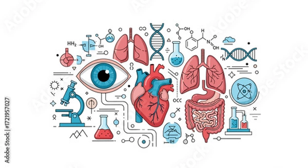 Fototapeta An illustrative depiction of the human body's intricate biological systems and cellular structures.
