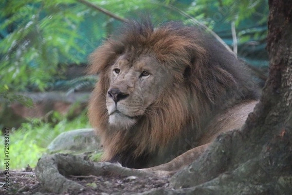 Obraz Lion in a zoo