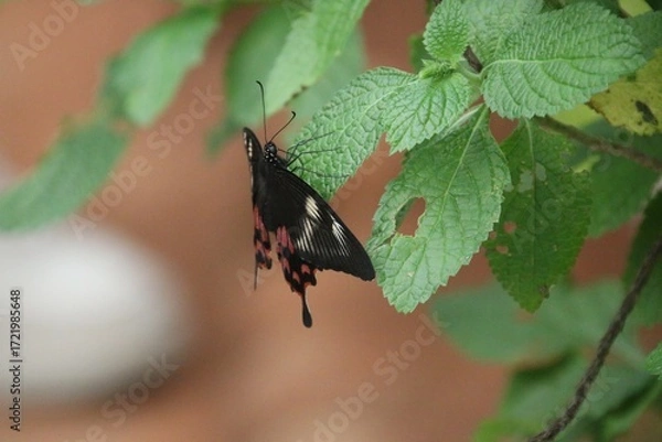 Obraz Butterfly on a leaf