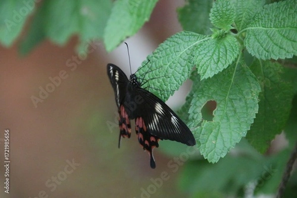 Obraz Butterfly on a leaf