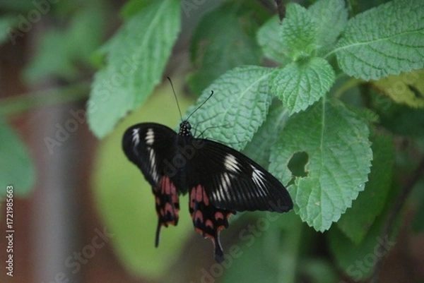 Obraz Butterfly on a leaf