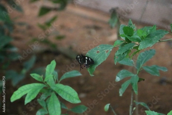 Obraz Butterfly on a leaf