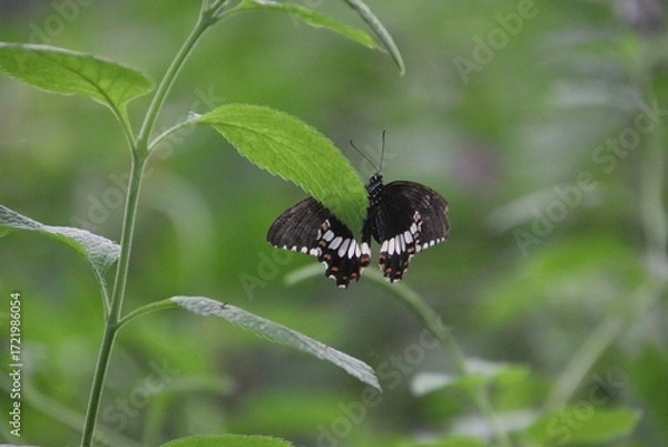 Obraz Butterfly on a leaf